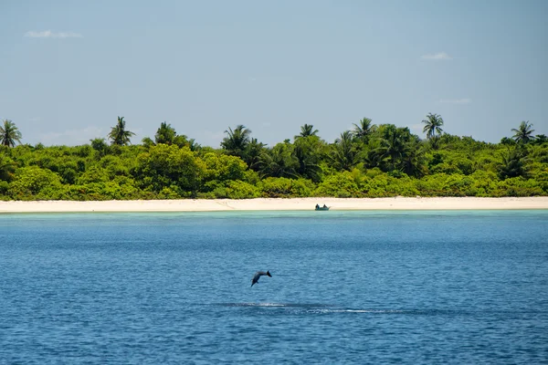 Delfiny podczas skoków w pobliżu piaszczystej plaży — Zdjęcie stockowe