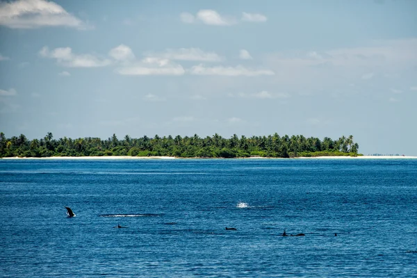 Delfini mentre saltano vicino alla spiaggia di sabbia — Foto Stock