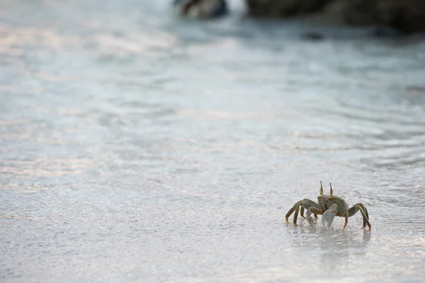 Crabe sur le sable au coucher du soleil — Photo