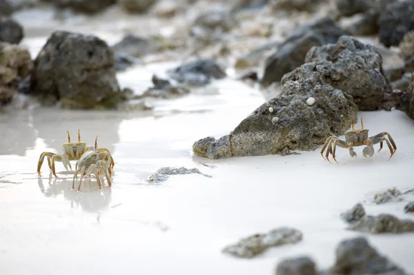 Crabe sur le sable au coucher du soleil — Photo