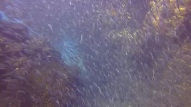 Balık sürüsü içinde sardalya