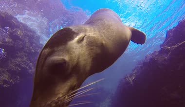 Deniz aslanı eğlenmek için geliyor