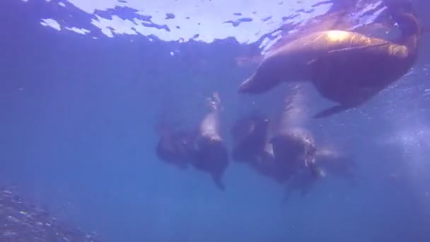 Sea lion komen om plezier te hebben — Stockvideo