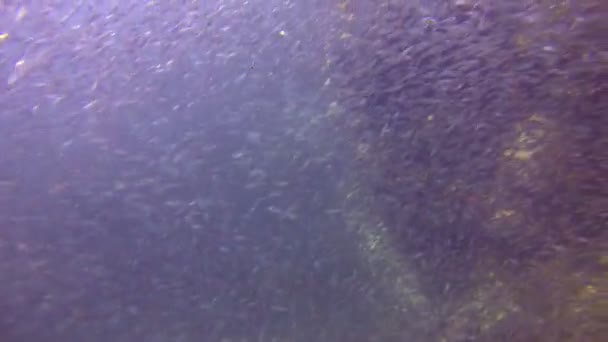 Внутри сардинской стаи рыб — стоковое видео