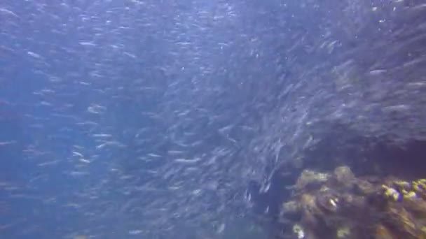 Dentro de la escuela de sardina de peces — Vídeos de Stock