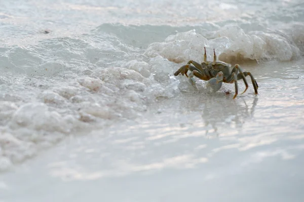 Crabe sur le sable au coucher du soleil — Photo