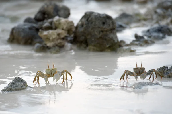 Crabe sur le sable au coucher du soleil — Photo