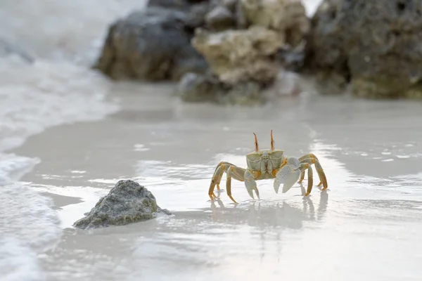 日落时螃蟹在沙滩上 — 图库照片