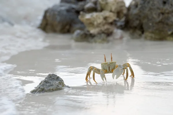 Crabe sur le sable au coucher du soleil — Photo