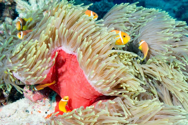 Palhaço em Anemone — Fotografia de Stock