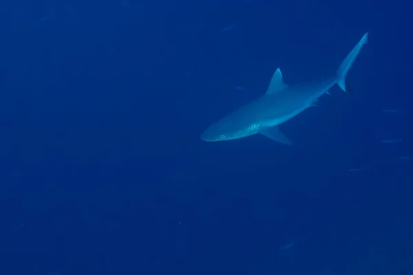 Grå shark käftar redo att attackera under vattnet närbild porträtt — Stockfoto