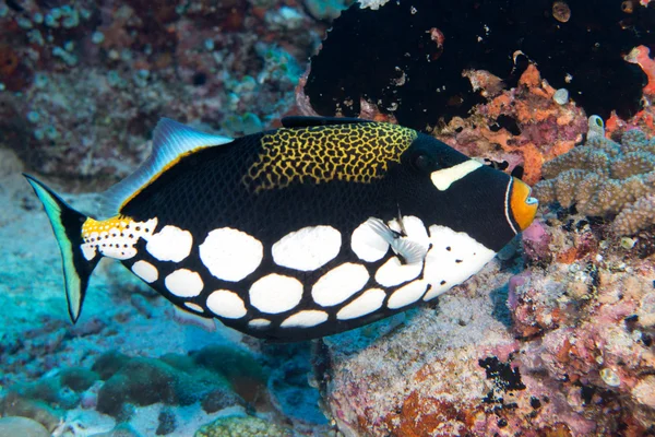 Harlequin Trigger fish while diving Royalty Free Stock Photos