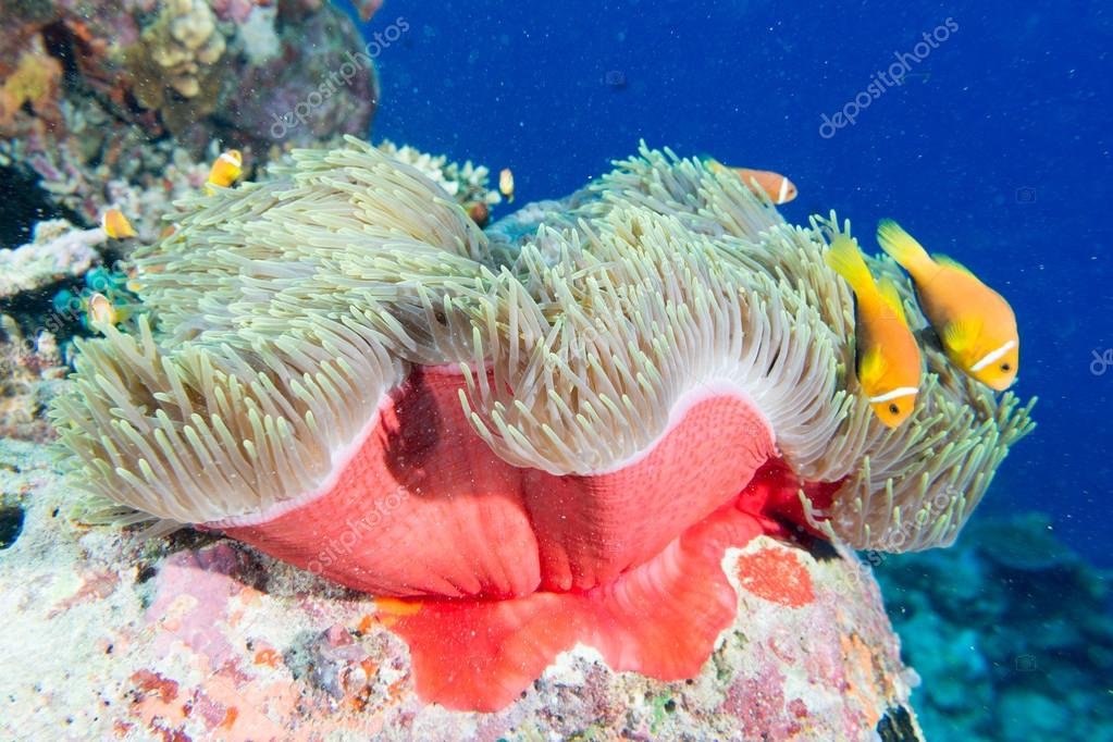 anemone noire images libres de droit photos de anemone noire depositphotos