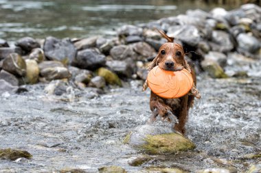 mutlu köpek İngiliz cocker spaniel için çalışırken