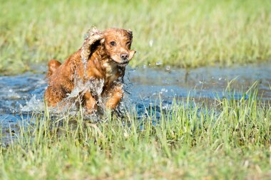 mutlu köpek İngiliz cocker spaniel için çalışırken