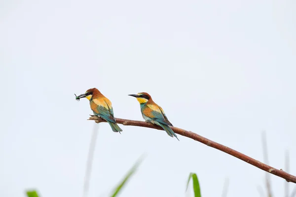 Bee eater on the tree isolated on white — Stock Photo, Image