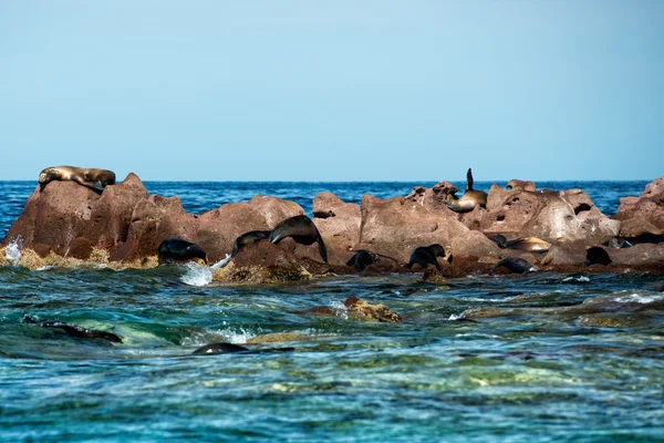 Lobos marinos relajándose en Baja California — Foto de Stock