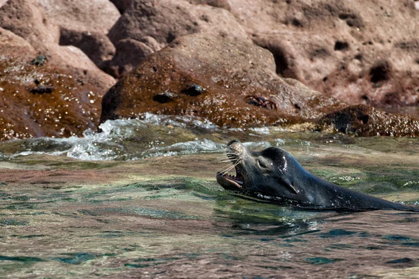 Männlicher Seelöwe — Stockfoto