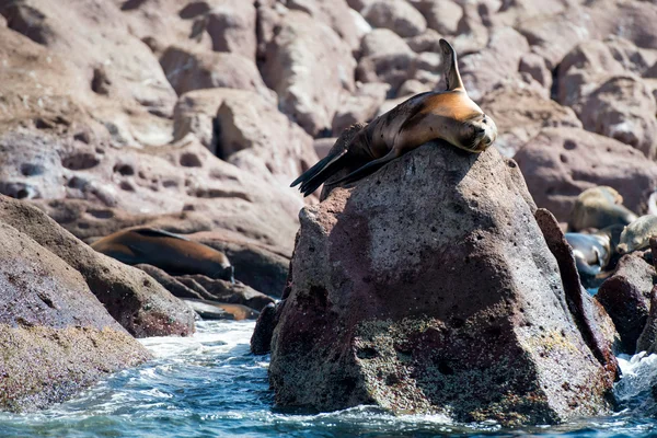 Deniz aslanı mühürler rahatlatıcı — Stok fotoğraf