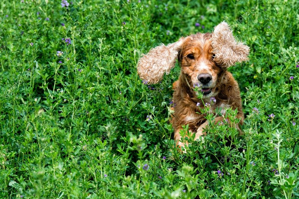 Glücklicher Hund englischer Cockerspaniel während er zu dir läuft