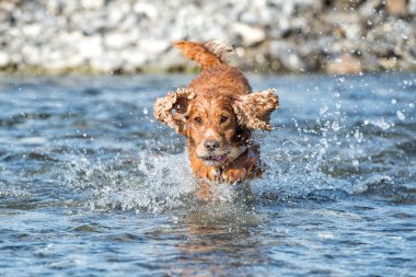 mutlu köpek İngiliz cocker spaniel için çalışırken