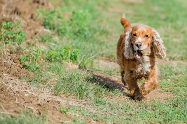 mutlu köpek İngiliz cocker spaniel için çalışırken