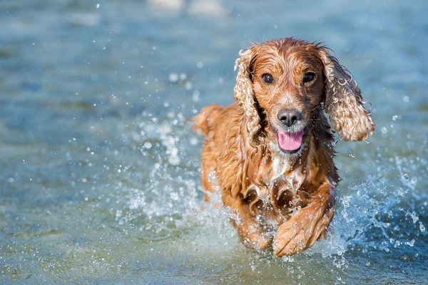 당신에 게 실행 하는 동안 행복 한 개 영국 투 계 사 spaniel — 스톡 사진