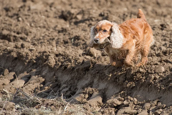 Mutlu köpek İngiliz cocker spaniel için çalışırken — Stok fotoğraf