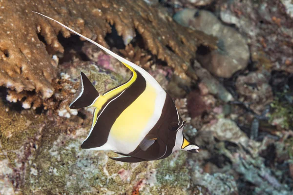 Moorish idol — Stock Photo, Image