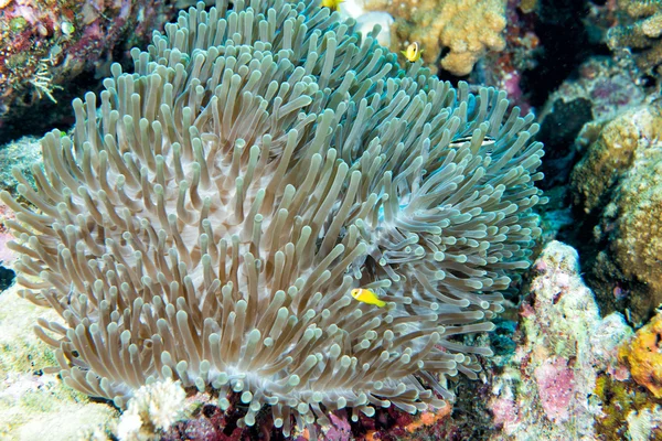 Palyaço balığı yeşil anemone içinde — Stok fotoğraf