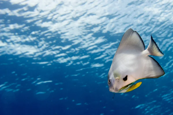 Pesce pipistrello ritratto — Foto Stock