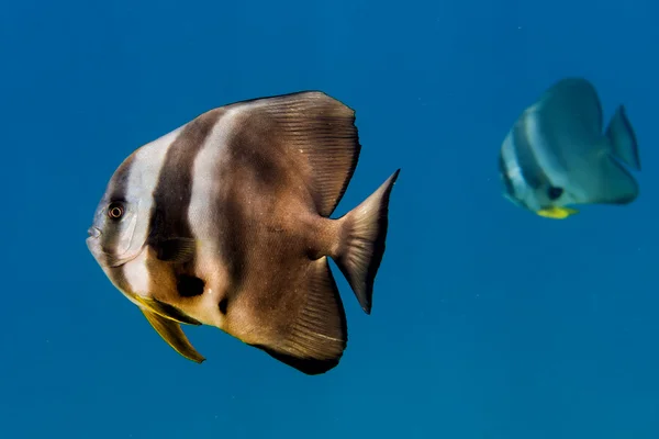 Bat fish portrait — Stock Photo, Image