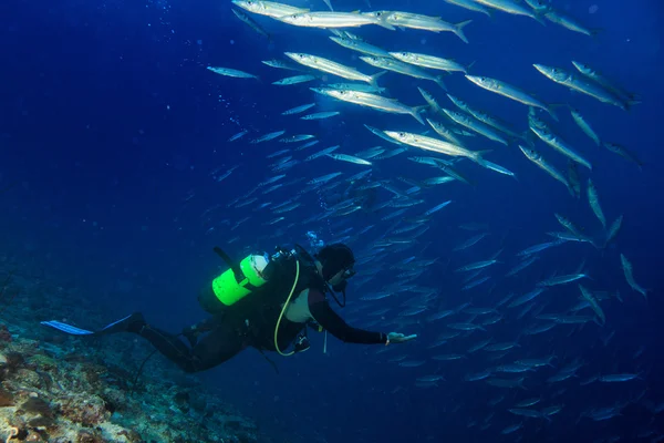 Barracuda school van vis onderwater — Stockfoto