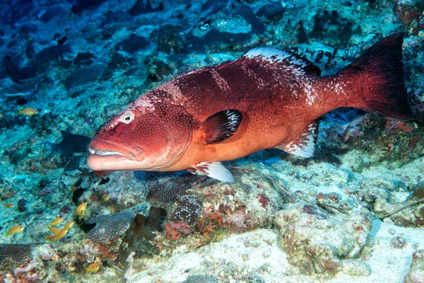 Garoupa colorida isolada no oceano — Fotografia de Stock