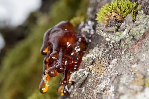 Boom natuurlijke amber hars — Stockfoto