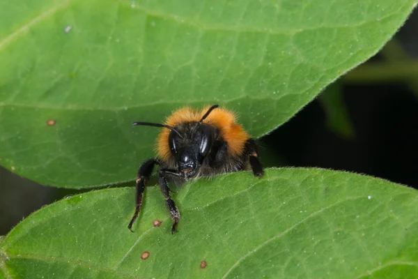 Frelon noir tout en suçant le pollen — Photo