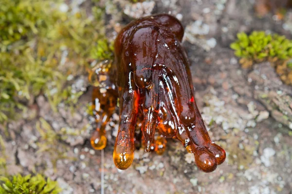 Albero resina ambra naturale — Foto Stock