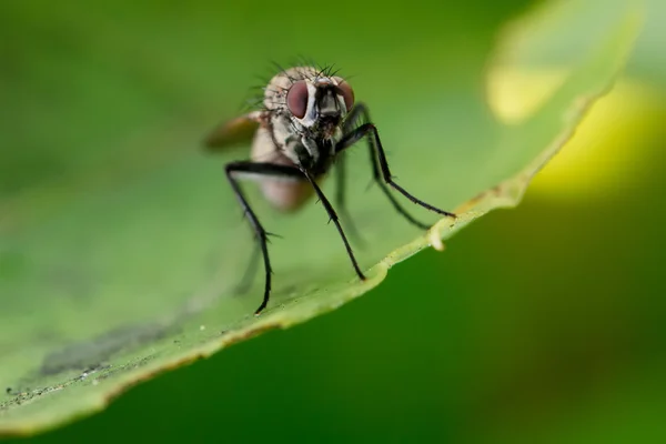 Izolované moucha na zeleném pozadí — Stock fotografie