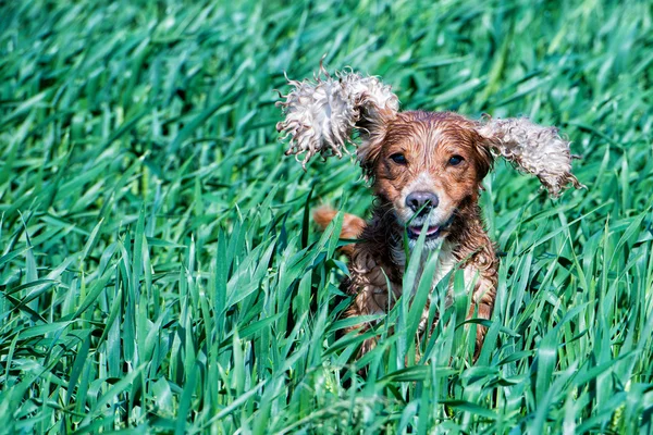 あなたに実行している間幸せな犬イングリッシュコッカースパニエル — ストック写真