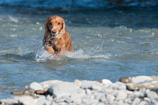 Happy Dog Inglês cocker spaniel enquanto corre para você — Fotografia de Stock