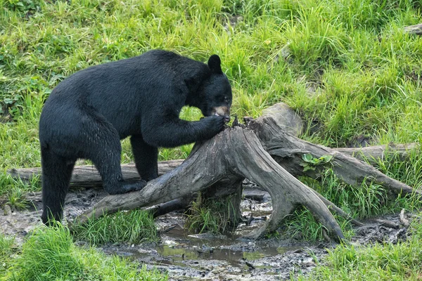 Urso preto enquanto come — Fotografia de Stock
