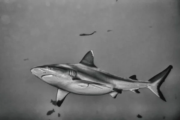 Tiburón gris mordazas listo para atacar en b & w — Foto de Stock