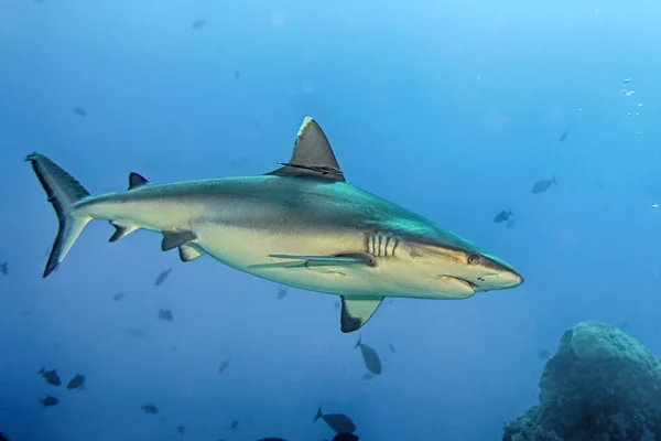 Mâchoires de requin gris prêtes à attaquer dans le bleu — Photo