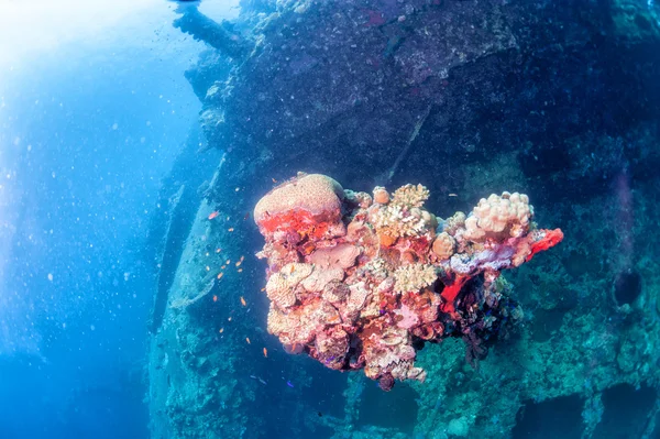 Korallen auf Schiffswrack — Stockfoto