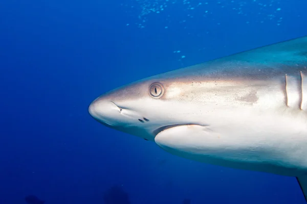Tubarão cinzento mandíbulas pronto para atacar no azul — Fotografia de Stock