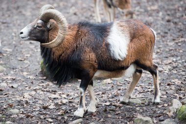 şarj ederken kunduzdan oluşur