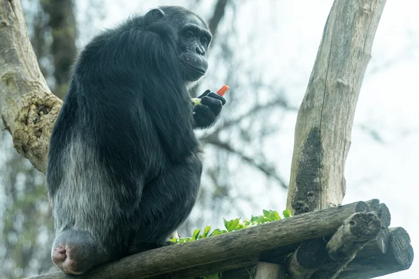 Ape chimpanzee monkey eating a carrot — Stock Photo, Image