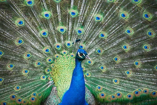 Tavus kuşu harika tüy açık tekerlek portre — Stok fotoğraf