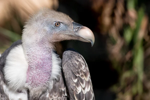 Isolierter Geier, Bussard, der dich ansieht — Stockfoto