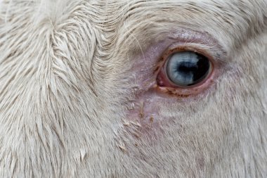 beyaz atın mavi göz